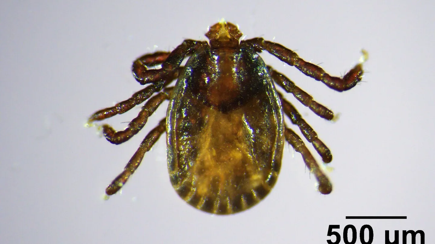 New Invasive Tick Species Identified in Maine: What You Need to Know