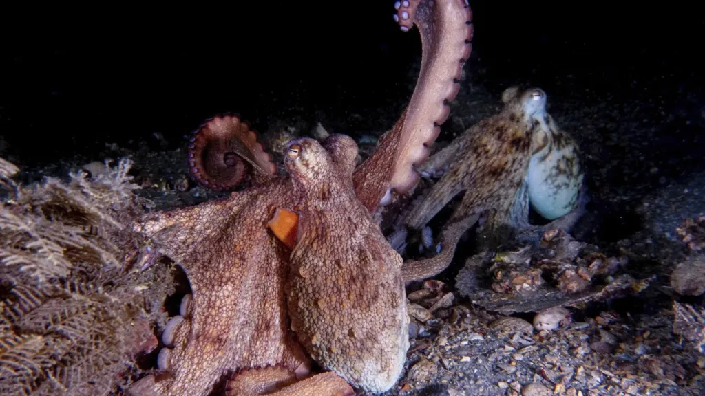 New Study Reveals Octopuses Prefer Using Front Arms for Exploration