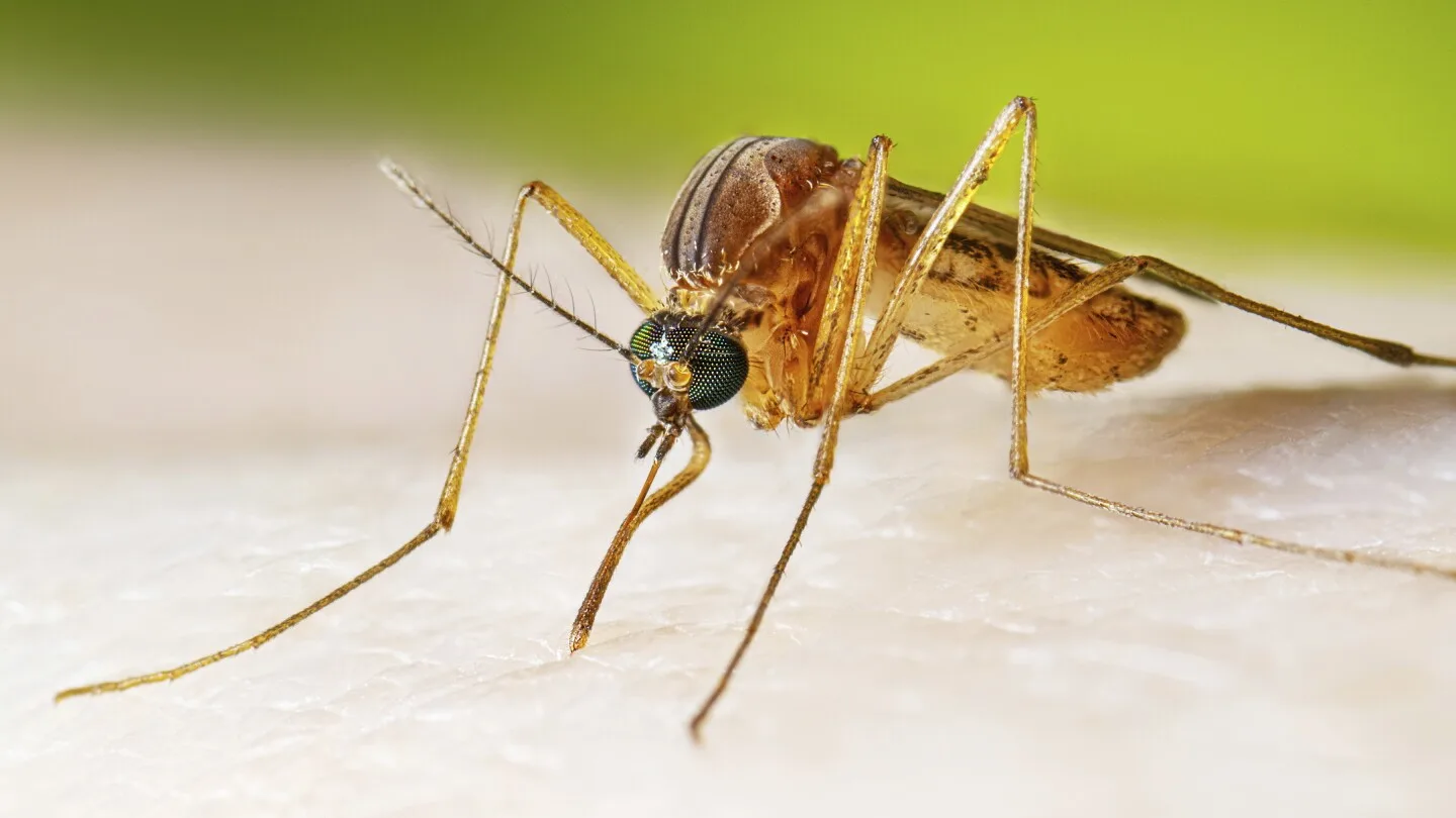 West Nile Virus Cases Surge by 40%, Health Officials Issue Urgent Warnings