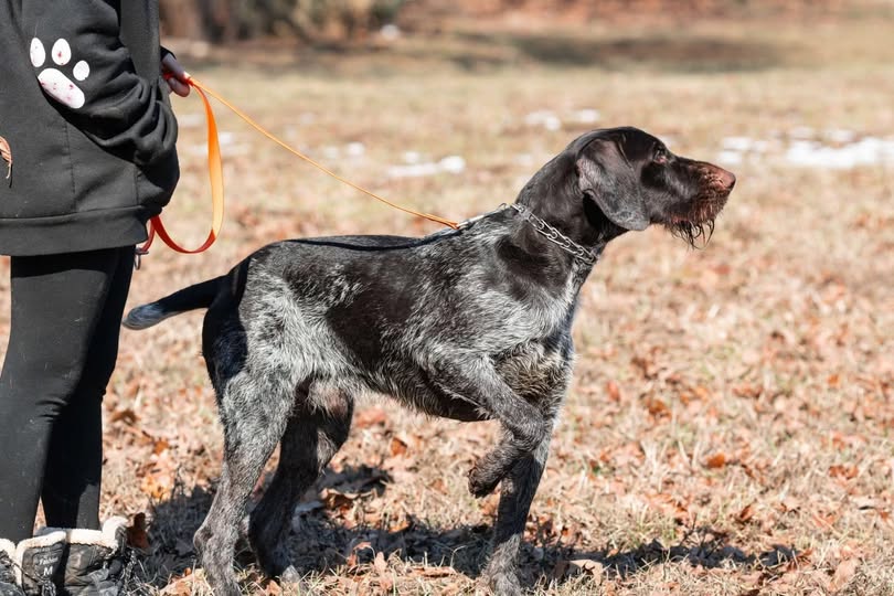 K9 Scrabble Joins Search Efforts in Texas Hill Country to Find Missing Souls After July 4th Floods